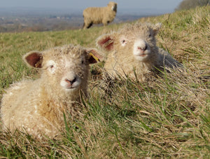 lincoln longwool lambs lincolnshire sheep on the wolds near walesby and tealby